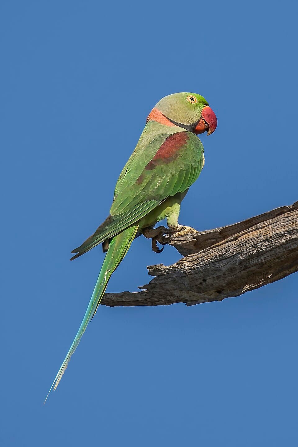 Alexandrine Parakeet (Psittacula eupatria)