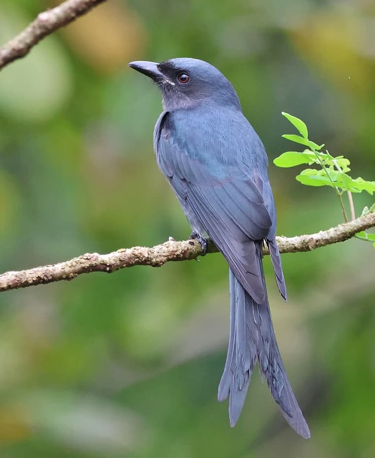 Black Drongo (Dicrurus macrocercus)
