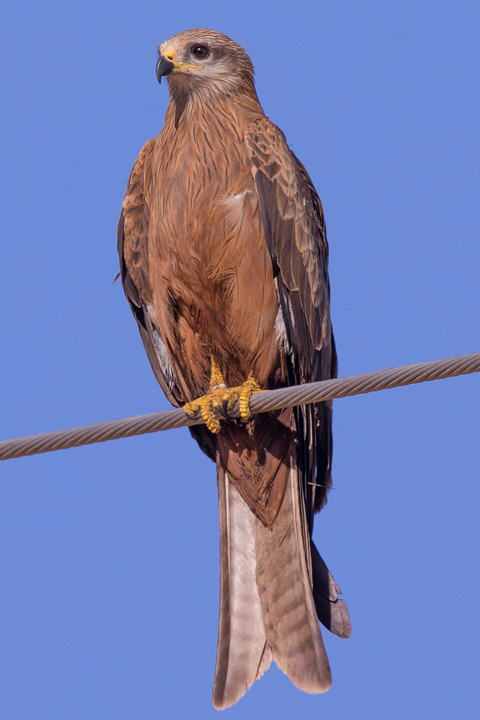 Black Kite (Milvus migrans)