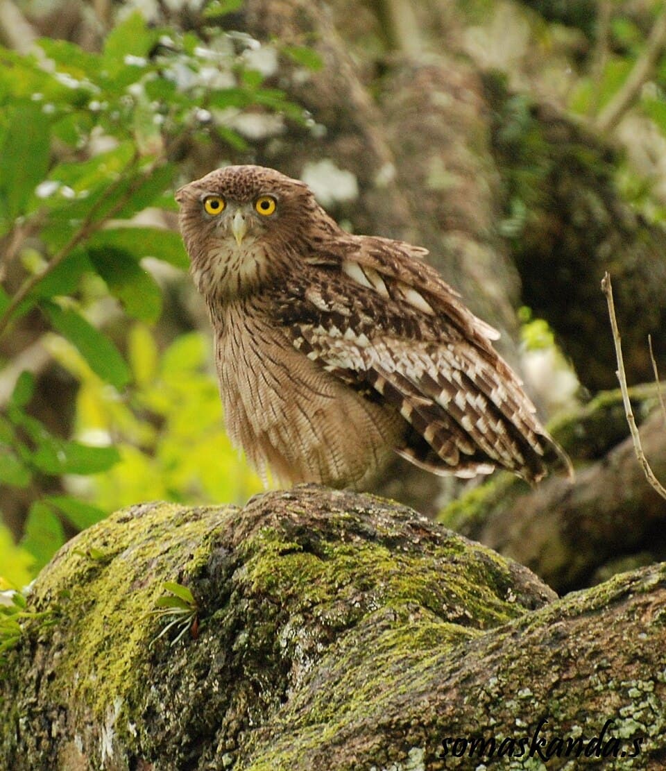 Brown Fish-Owl (Ketupa zeylonensis)