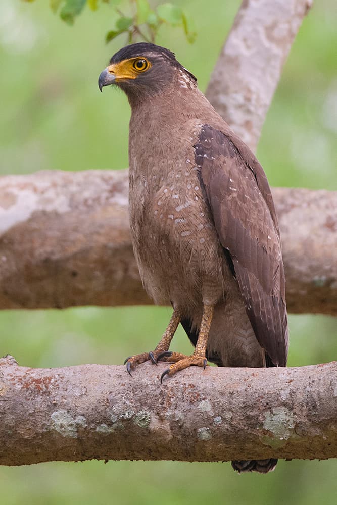 Crested Serpent-Eagle (Spilornis cheela)