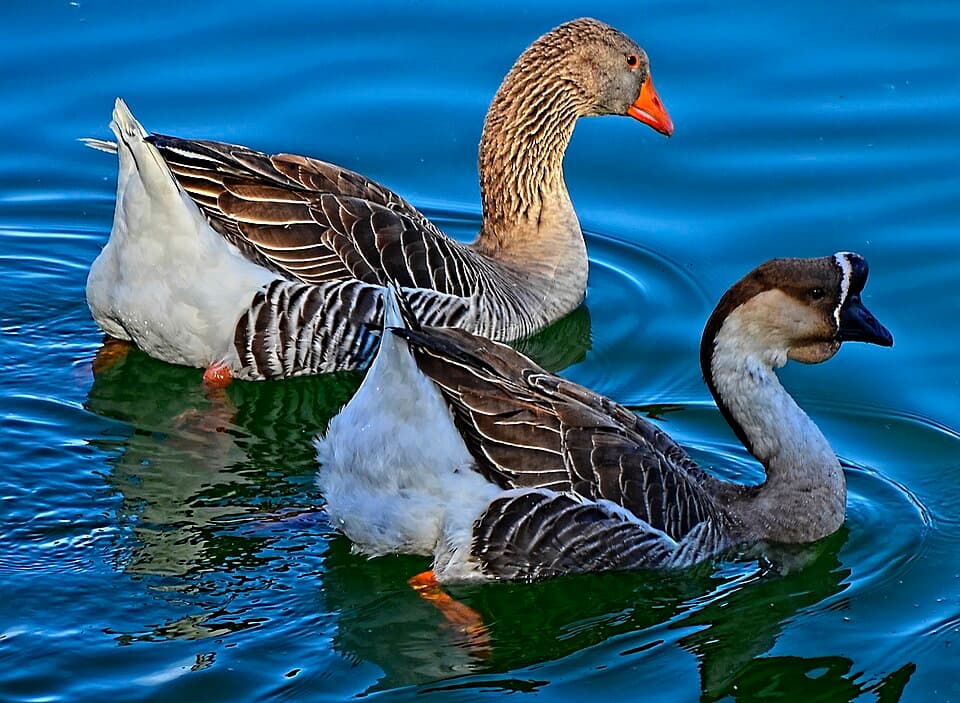 Domestic Goose (Anser anser / A. cygnoides (domestic))
