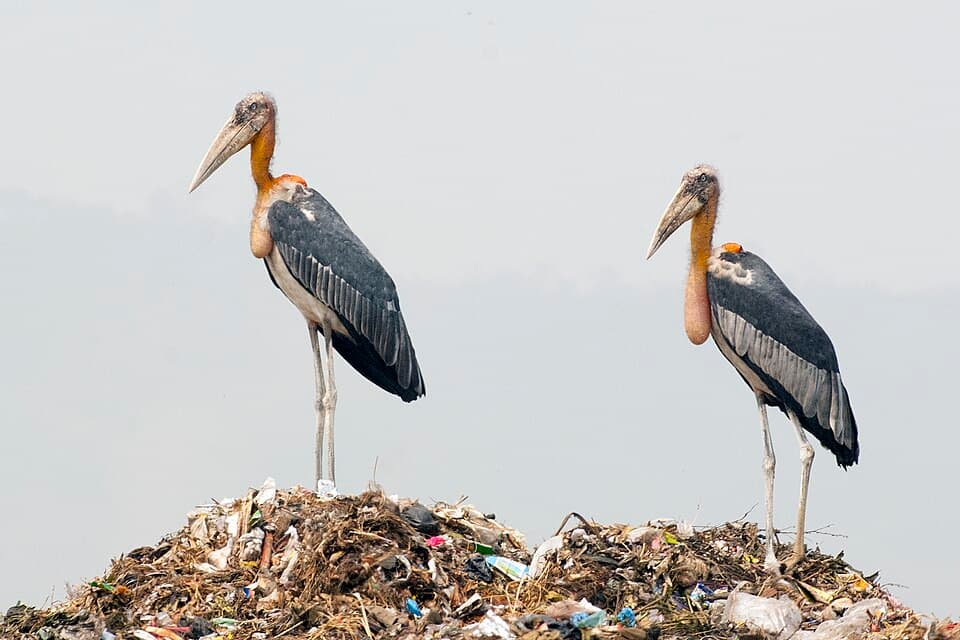 Greater Adjutant (Leptoptilos dubius)