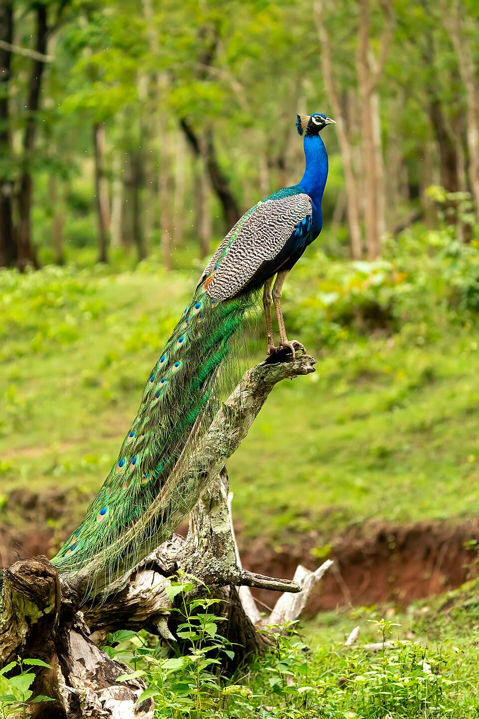 Indian Peafowl (Pavo cristatus)