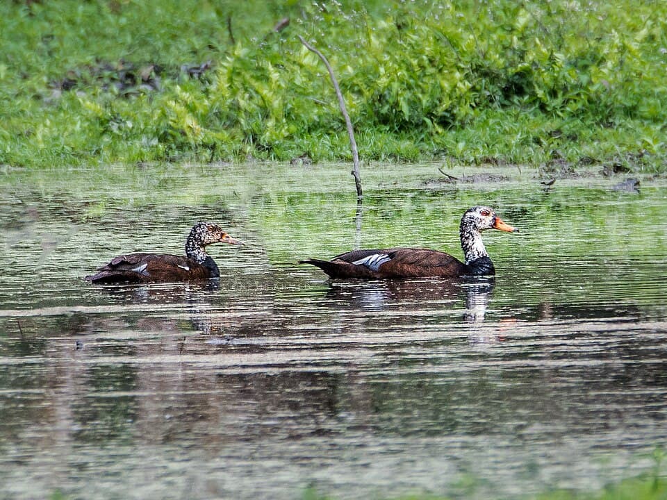 White-winged Duck (Asarcornis scutulata)